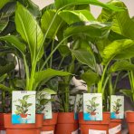 Strelícia natalská (Strelitzia Nikolai) - výška 70-80 cm, kont. C3L